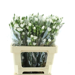 Di Tr White Carmit 65cm 23