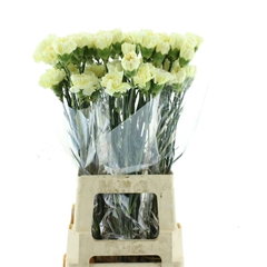 Di St Halo 70cm 23