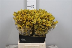Anigoz Yellow Gem 50cm