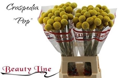 Cras Paintball Pop 65cm