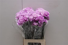 Di St Merletto Lavender