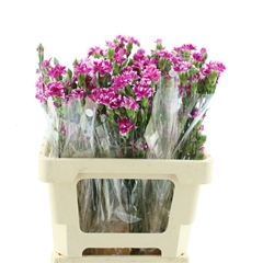 Di Star Frui Tessino 65cm 5gram 23