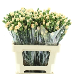 Di Tr Sunshine 65cm 23