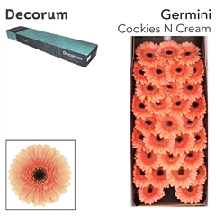 Germini Cookie And Cream 45cm 7cm Ø