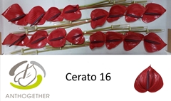 Anth A Cerato 11cm Ø