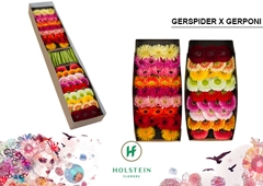 Germini Gerp Gersp Gem 45cm 7cm Ø