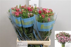 Ran Butterfly Lycia 70cm 55gram