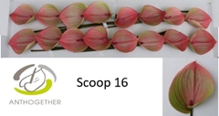 Anth A Scoop -ADR- 11cm Ø