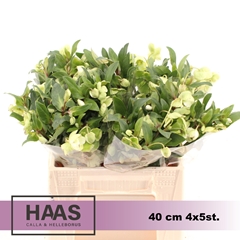 Helleb Winterbells 40cm