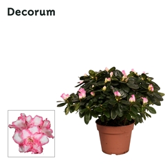 Rhodo Si Hulsten 14Ø 30cm