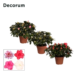 Rhodo Si Gemengd 14Ø 30cm