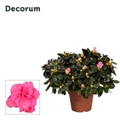 Rhodo Si Terra Nova 14Ø 30cm