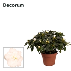 Rhodo Si Witte Vogel 14Ø 30cm