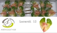 Anth A Lucardi 13cm Ø