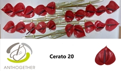Anth A Cerato 9cm Ø