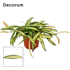 Hoya Wa Tricolor 9Ø 11cm