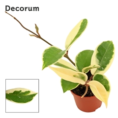 Hoya C Krimson Queen 6Ø 7cm