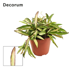 Hoya Wa Tricolor 12Ø 18cm