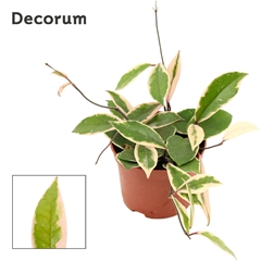 Hoya C Fl Flam Dream 12Ø 15cm