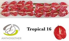 Anth A Tropical 11cm Ø