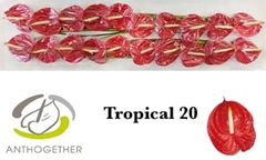 Anth A Tropical 9cm Ø