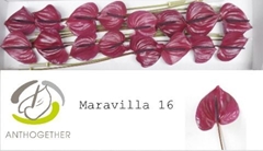 Anth A Maravilla 11cm Ø