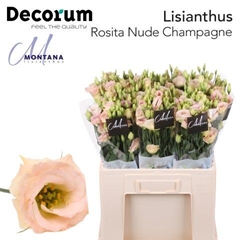 Eus G Rosi Champagne 60cm