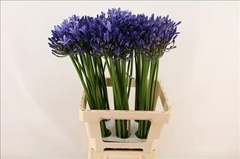 Agap Uri 70cm