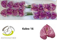 Anth A Kaleo -PK- 11cm Ø