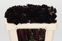 Cosmos Black Beauty 45cm