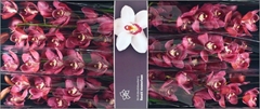 Cymb T Red Dream 80cm 13+