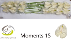 Anth A Moments 7cm Ø