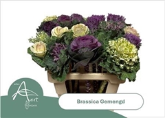 Brass Gem 60cm