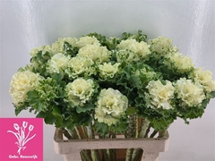 Brass Crane Ru White 60cm