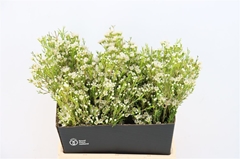 Chame Uncinatum Ov 40cm 200gram 99