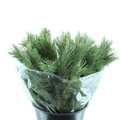 Kerstgroen Ov Bunch 60cm 400gram