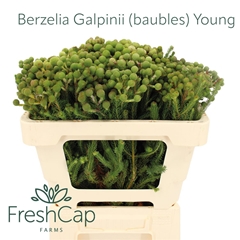 Berzelia Galpinii