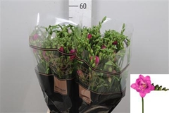 Fr Du Cherise 55cm 23gram 23