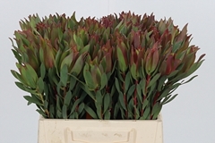 Leucad Other 40cm