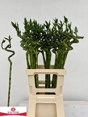 Lucky Bamboo Stem Spiral 70cm