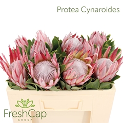 Protea Cynaroides 50cm
