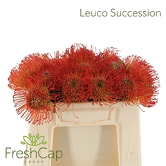 Leuco Co Succession 30cm