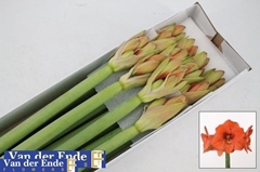 Hipp St Naranja 75cm 4+