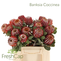 Banksia Coccinea 40cm