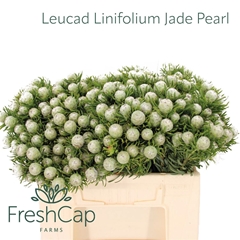 Leucad L Jad Pe Vert 35cm
