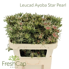 Leucad Ayoba St Pear 70cm