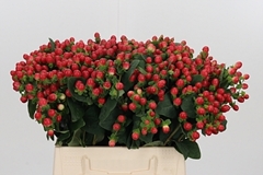 Hyp Tomato Flair 40cm