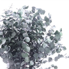 Euc Cin Klb P Bunch H% 50cm