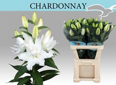 Li Or Du Chardonnay 100cm 61+