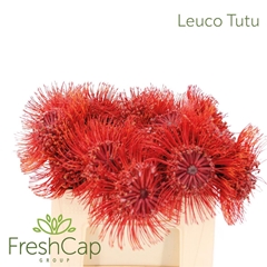 Leuco Nut Ito 35cm